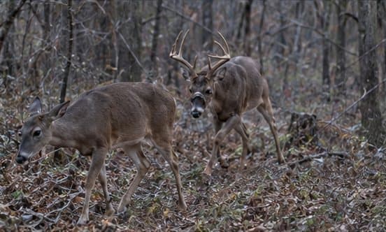 A buck with its nose down trailing a doe through open hardwoods